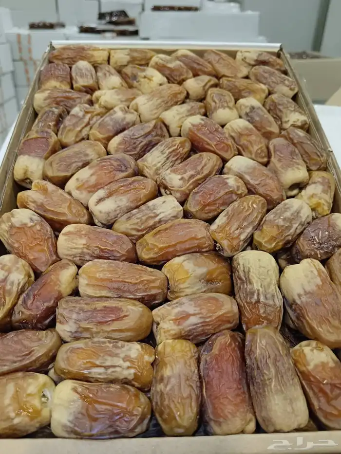 صقعي رطب حبه كبير 0