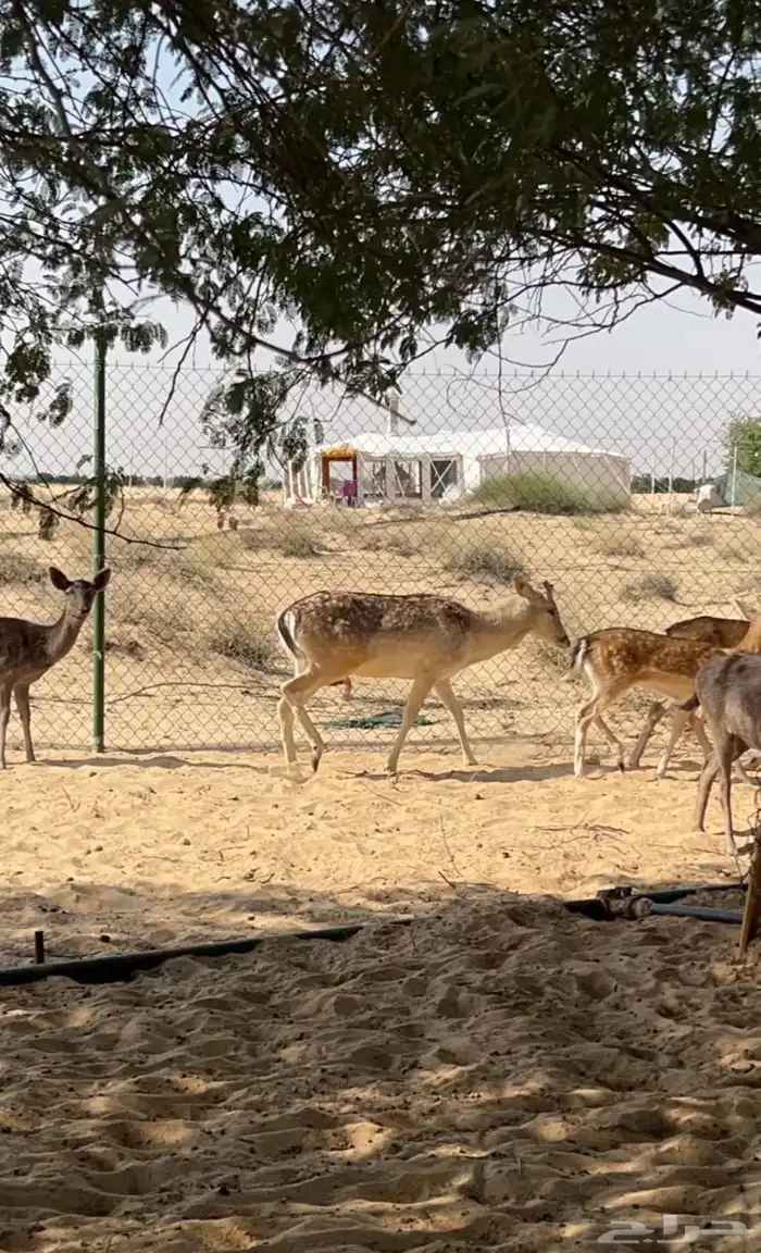 عزلان فلوريد 2