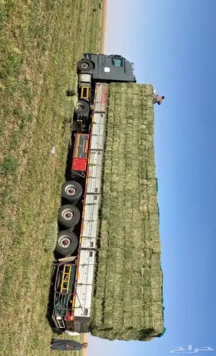 الجوف بسيطى 7