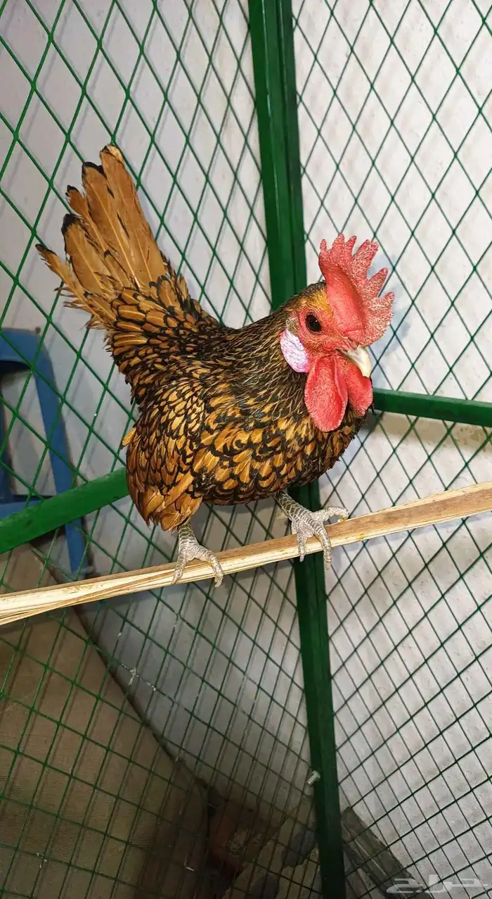 ديك سبرايت حباحب نحاسي فحل 0