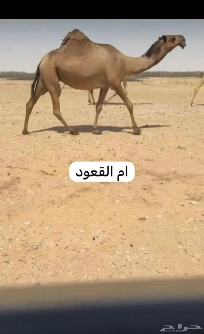 قعود دبياني 2