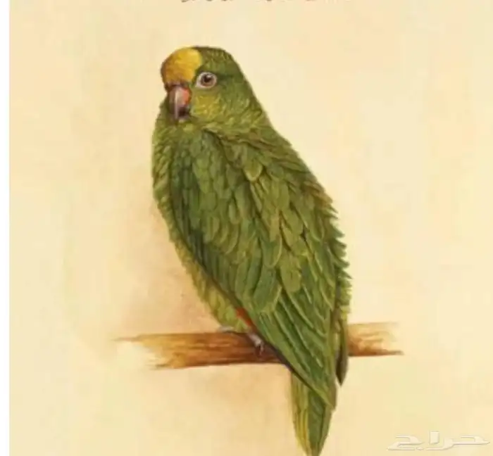 مطلوب ذكرلوري زيتوني منتج الغمر لايقل عن سنتين 0