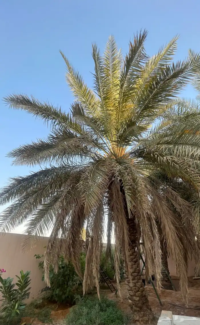 نخلتين خلاص مجانا 0