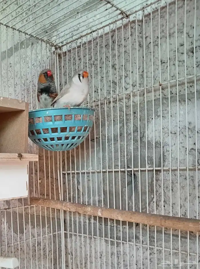 زوج زيبرا إنجليزي 0