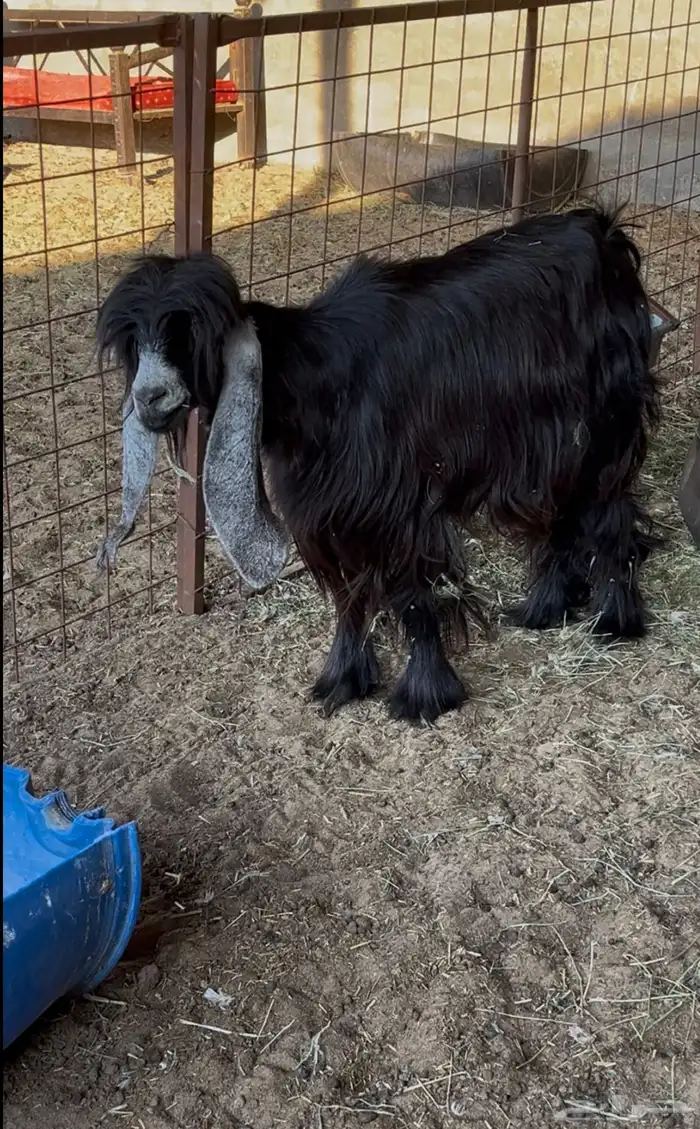 عارضيه رباع 1