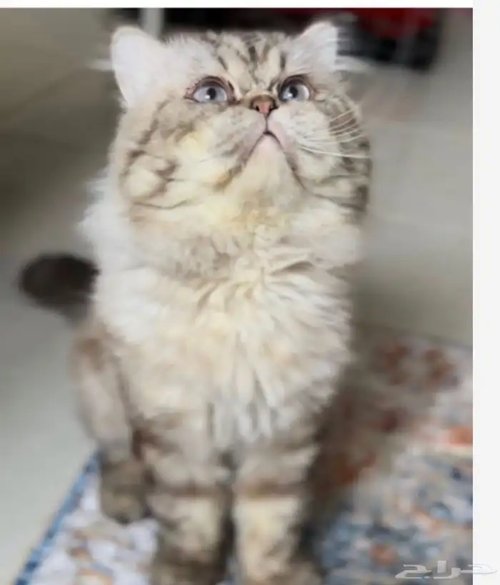 ذكر طالب زواج. سكوتش 0