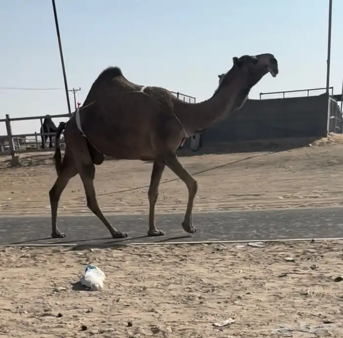 للبيع بكستانيه كفو 0