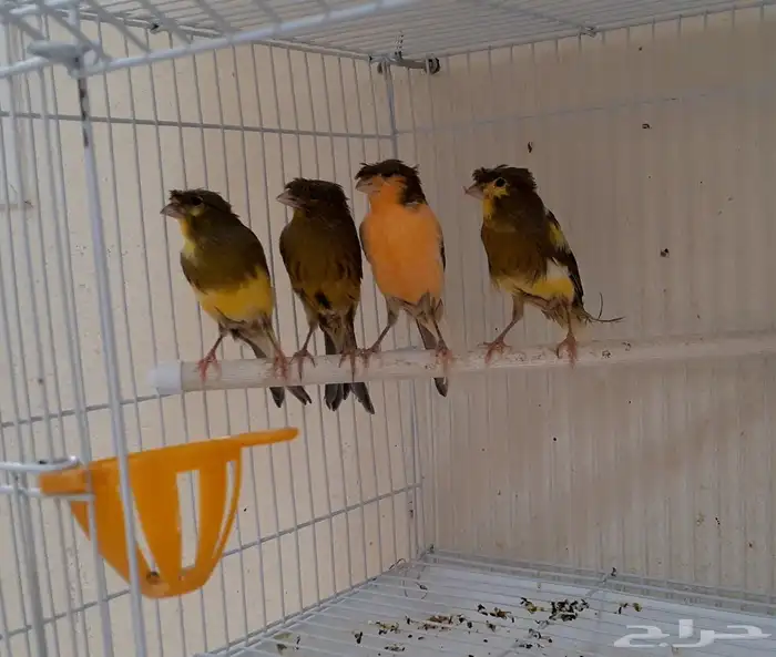 زوج كناري منتج ومغرد 5