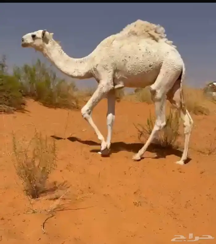 البيع قعدان قصب 1