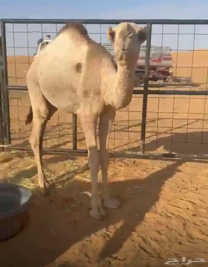 البيع قعدان قصب 0