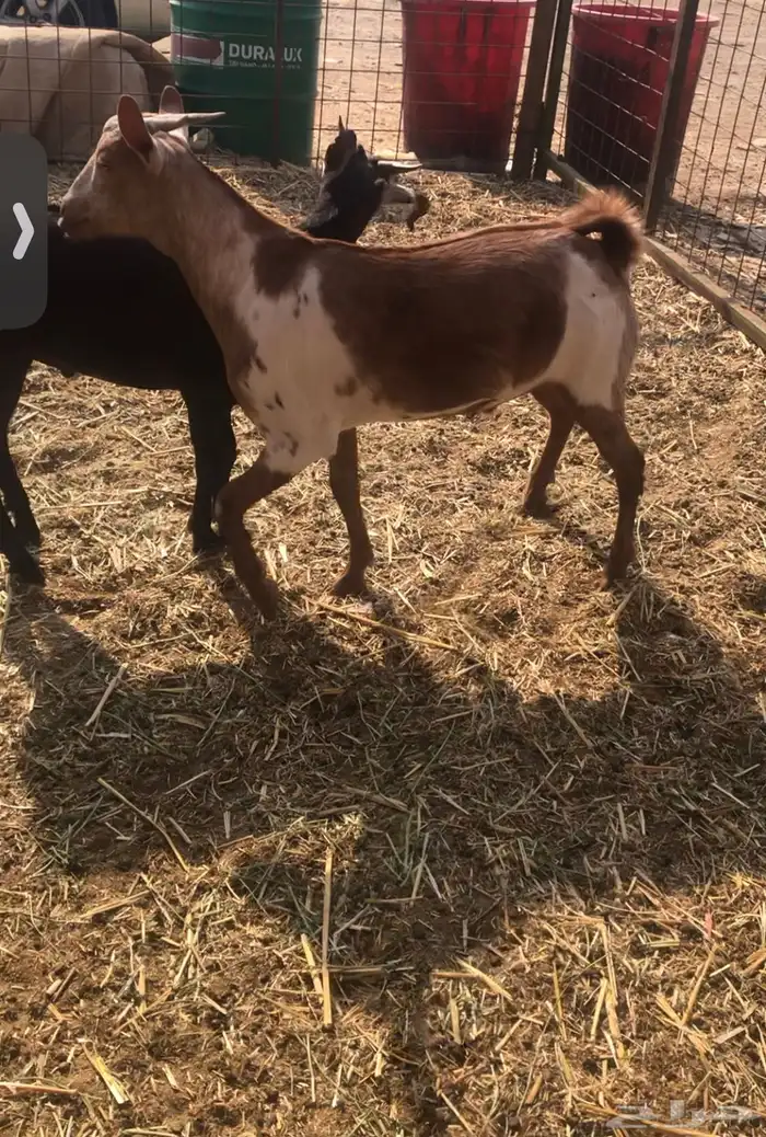 تبوس محايليه جنوبية 0