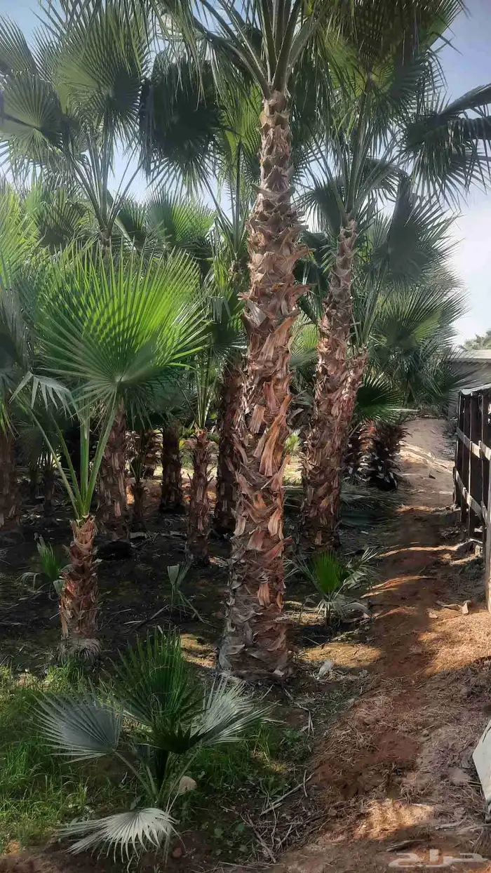 نخيل واشنطني أمريكي زينه نخل 5