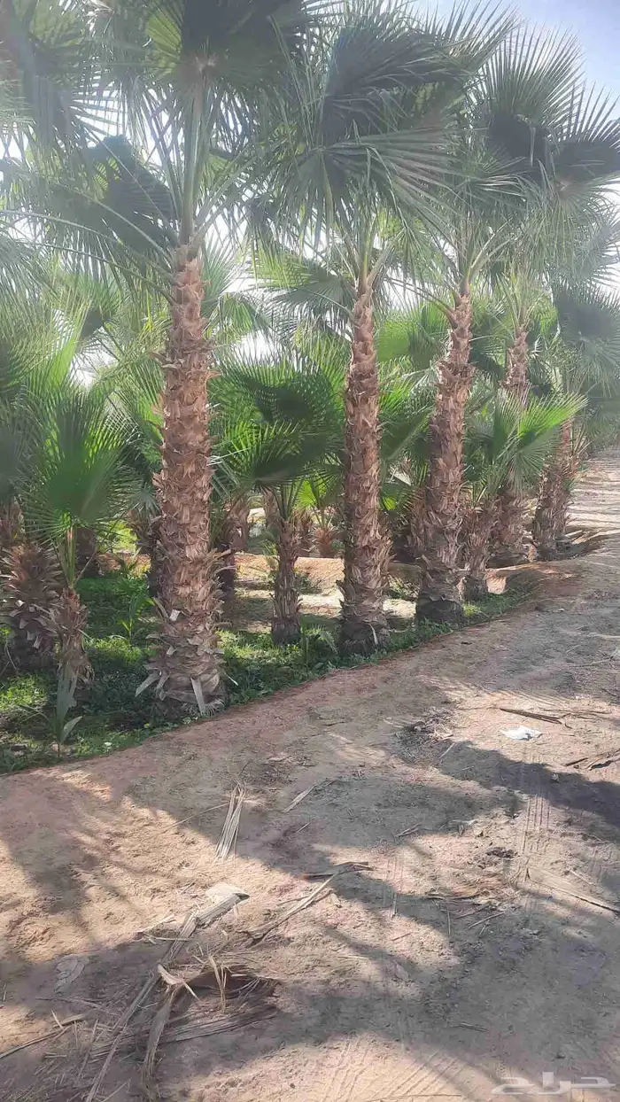 نخيل واشنطني أمريكي زينه نخل 1