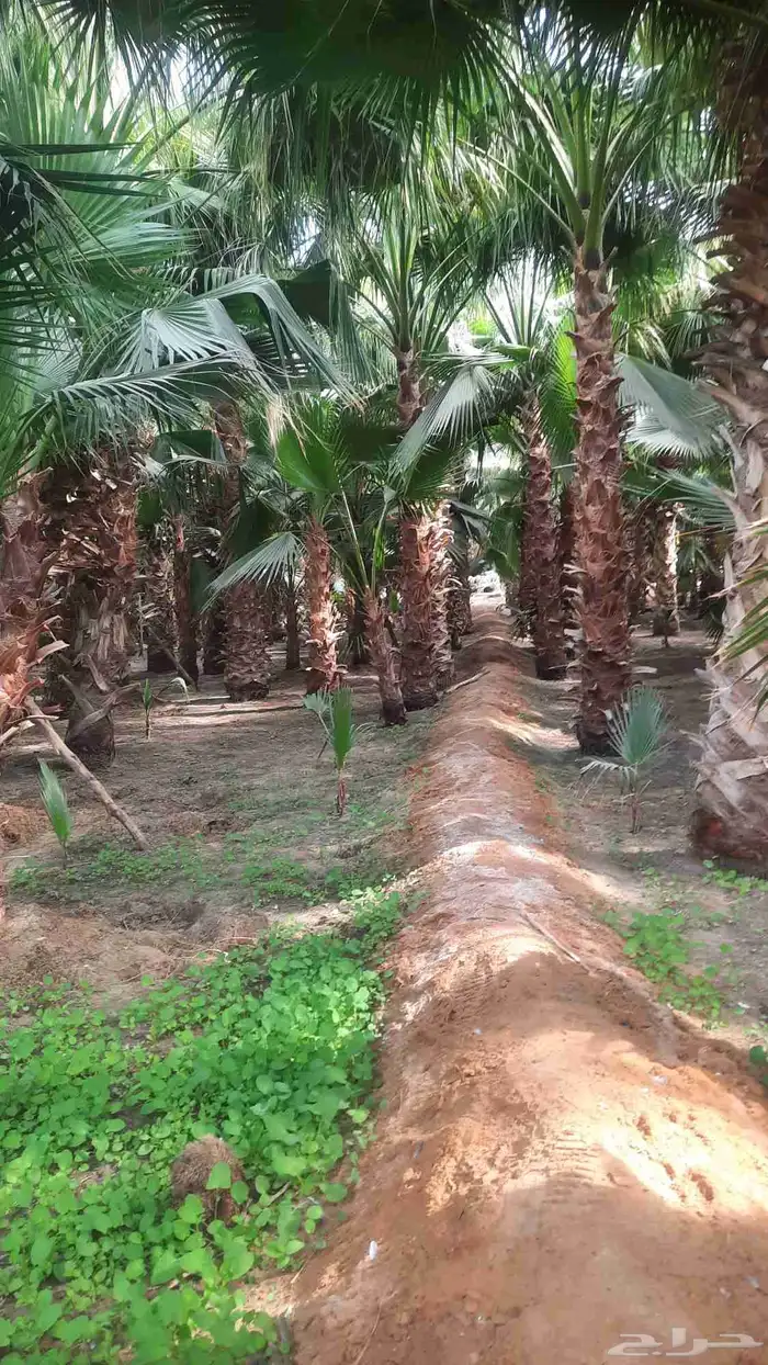 نخيل واشنطني أمريكي زينه نخل 8