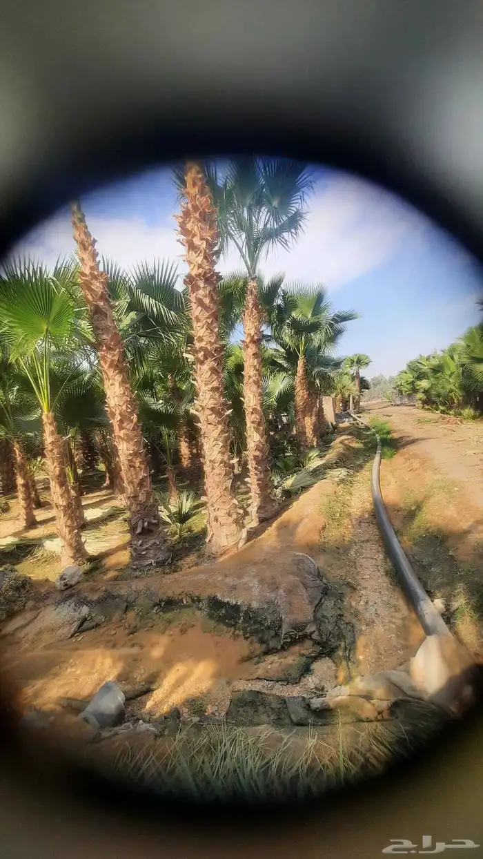 نخيل واشنطني أمريكي زينه نخل 0