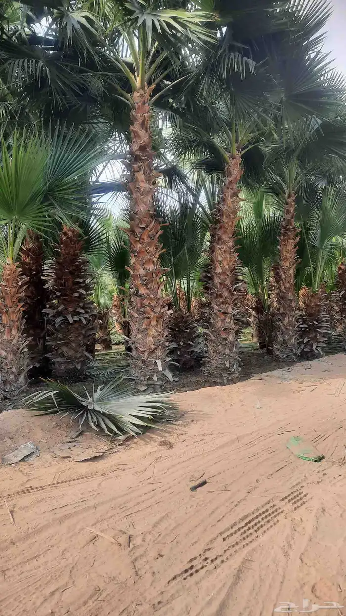 نخيل واشنطني أمريكي زينه نخل 3