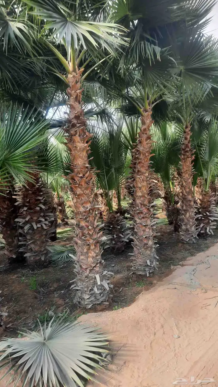 نخيل واشنطني أمريكي زينه نخل 6