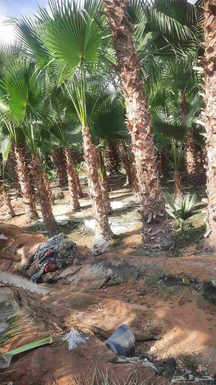 نخيل واشنطني أمريكي زينه نخل 4