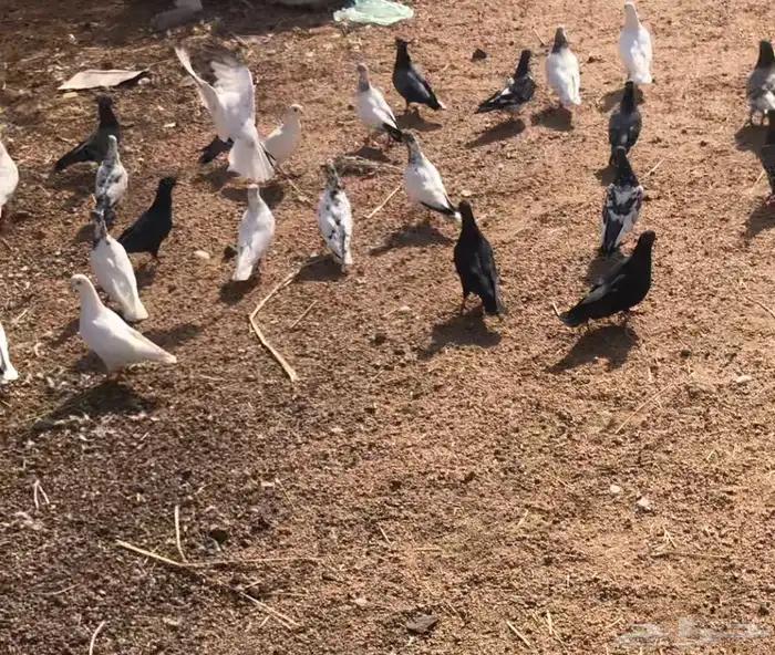 حمام قطايف وباكستاني مطير 0