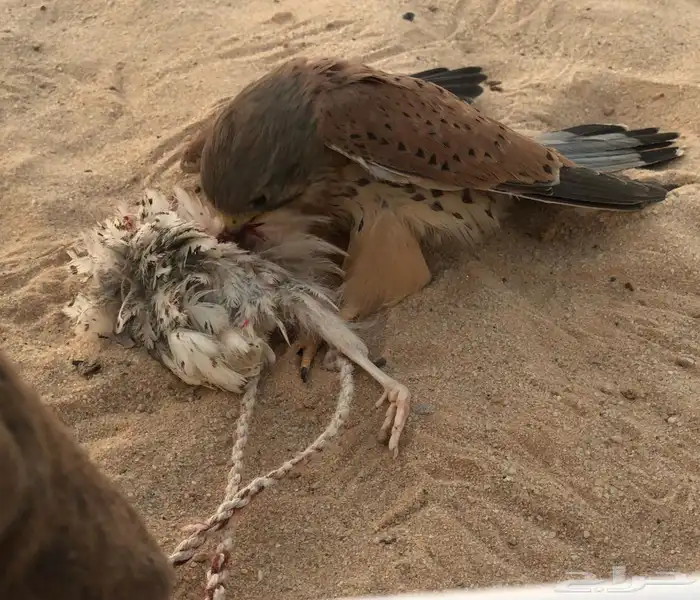 شبوط للبيع 1