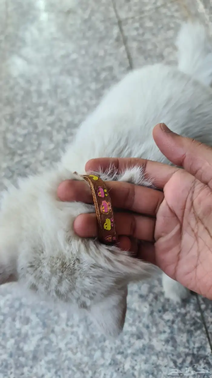 الي مضيع له قطوه بالمحمدية 2