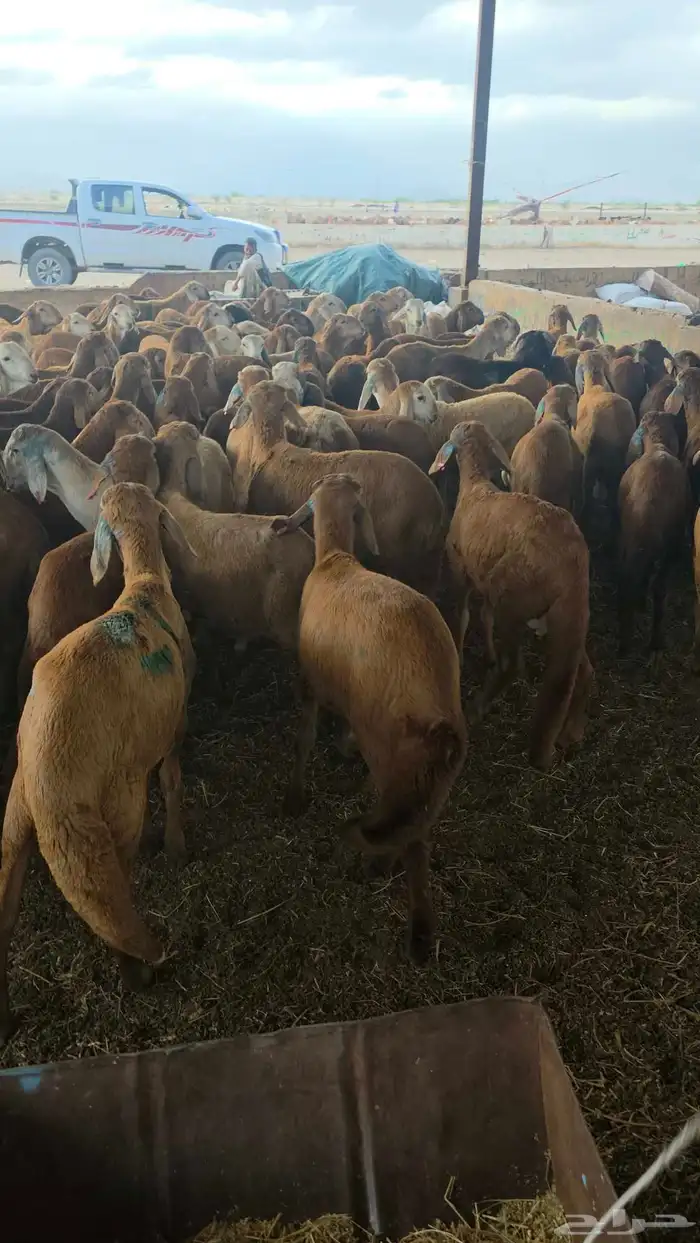 سواكني تربيه 5