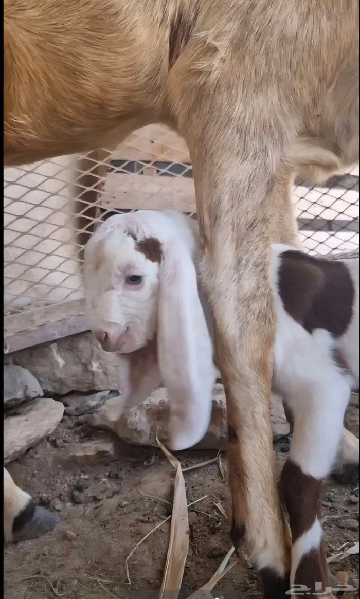 عرض بيع ماعز هولندي 4