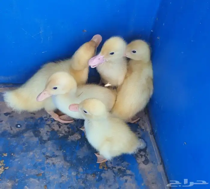 فروخ بط للبيع 1