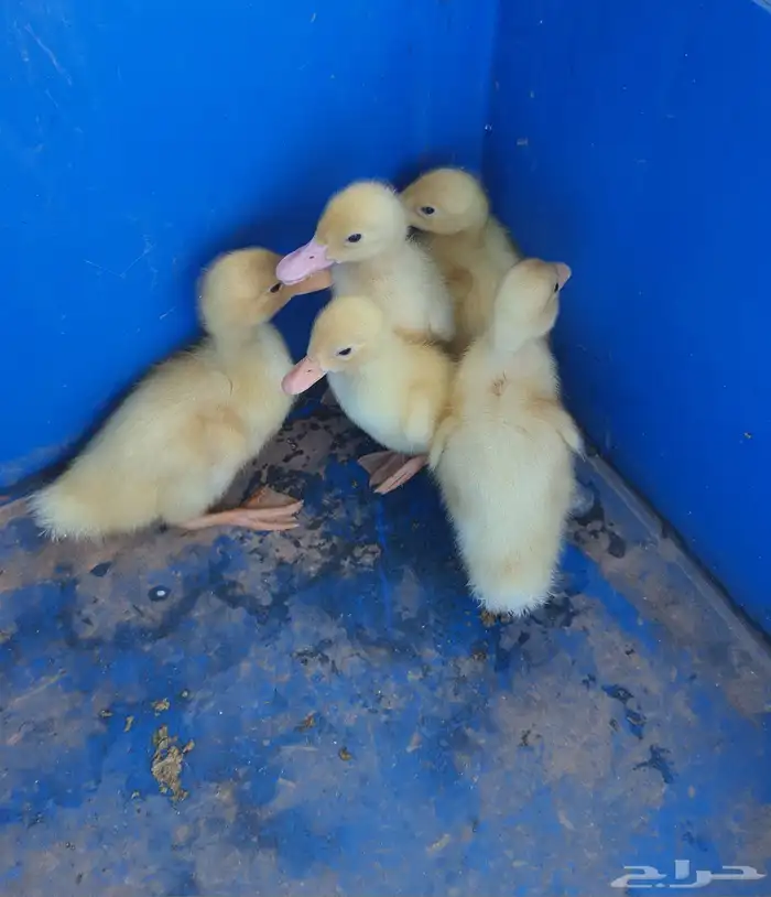 فروخ بط للبيع 2