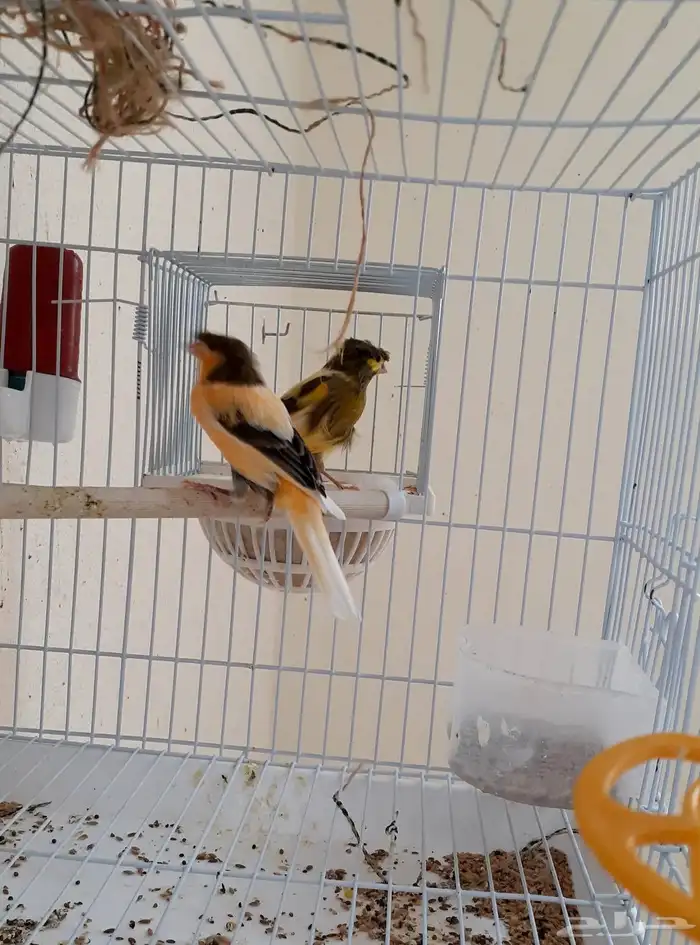 زوج كناري منتج ومغرد 2