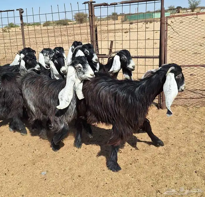 جفرات عوارض تأسيس مراح من الدرجه الاولي العدد 12 للقناي 24