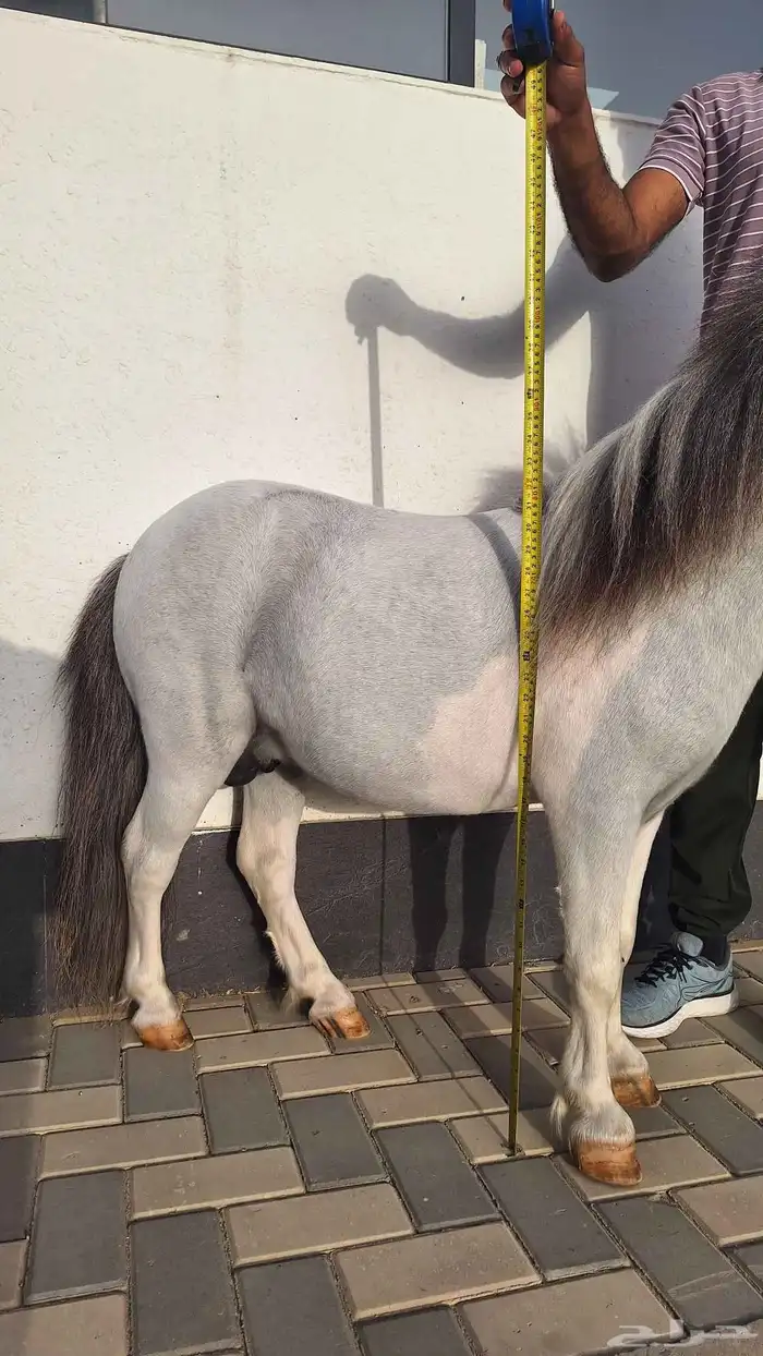 للبيع فحل بوني فاخر وقزم إنتاج وكاريزما ما تتكرر 17