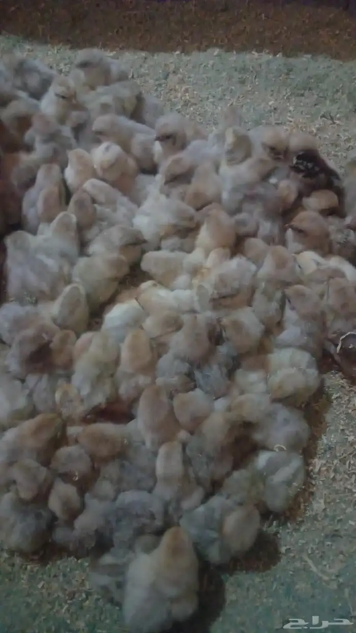 بط بكيني صوص دجاج 7