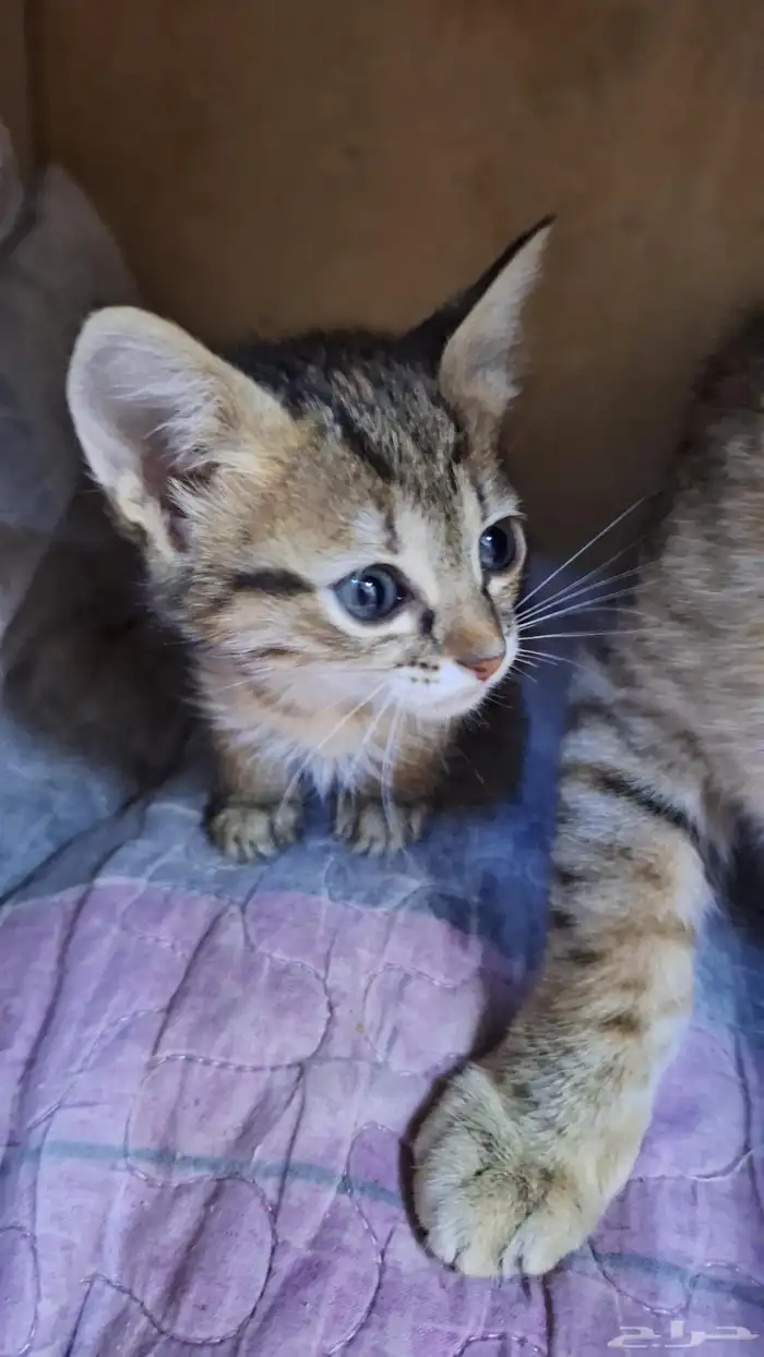 قطط للتبني شرورة 1