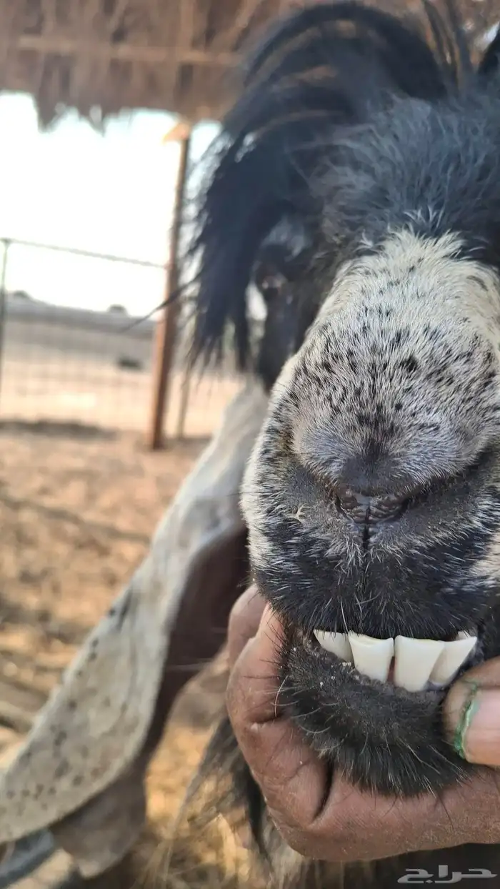 تيس عارضي صنف رباع من حلال ابو هاشم الصبحي 0