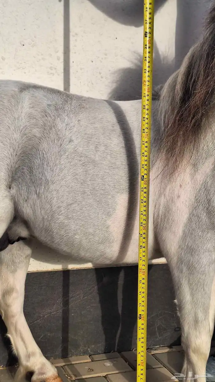 للبيع فحل بوني فاخر وقزم إنتاج وكاريزما ما تتكرر 18