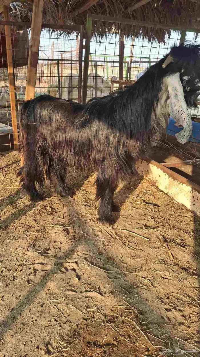 تيس عارضي صنف رباع من حلال ابو هاشم الصبحي 1