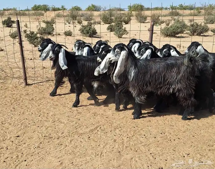 جفرات عوارض تأسيس مراح من الدرجه الاولي العدد 12 للقناي 5