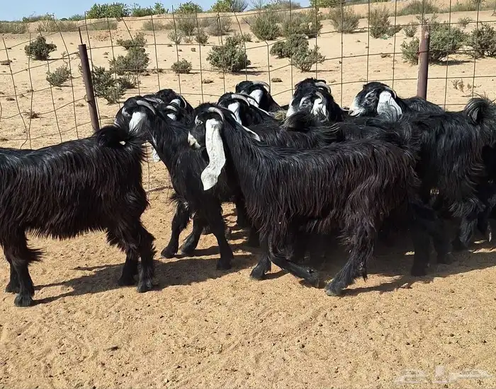 جفرات عوارض تأسيس مراح من الدرجه الاولي العدد 12 للقناي 18