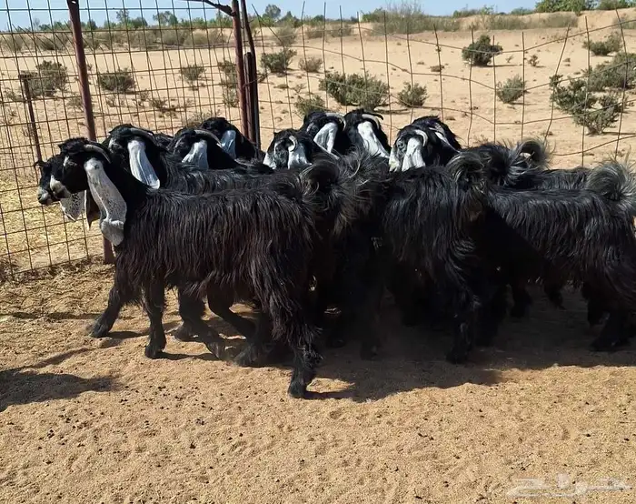 جفرات عوارض تأسيس مراح من الدرجه الاولي العدد 12 للقناي 4