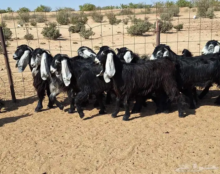 جفرات عوارض تأسيس مراح من الدرجه الاولي العدد 12 للقناي 31