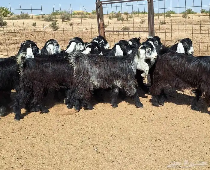 جفرات عوارض تأسيس مراح من الدرجه الاولي العدد 12 للقناي 23