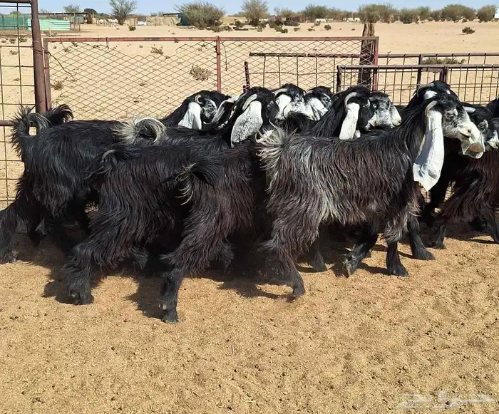 جفرات عوارض تأسيس مراح من الدرجه الاولي العدد 12 للقناي 26