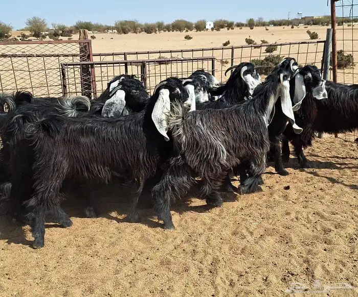 جفرات عوارض تأسيس مراح من الدرجه الاولي العدد 12 للقناي 28