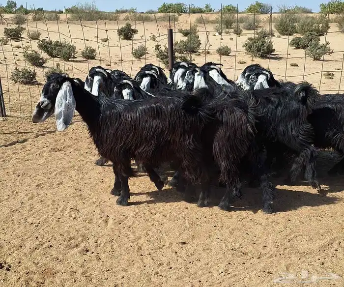 جفرات عوارض تأسيس مراح من الدرجه الاولي العدد 12 للقناي 19