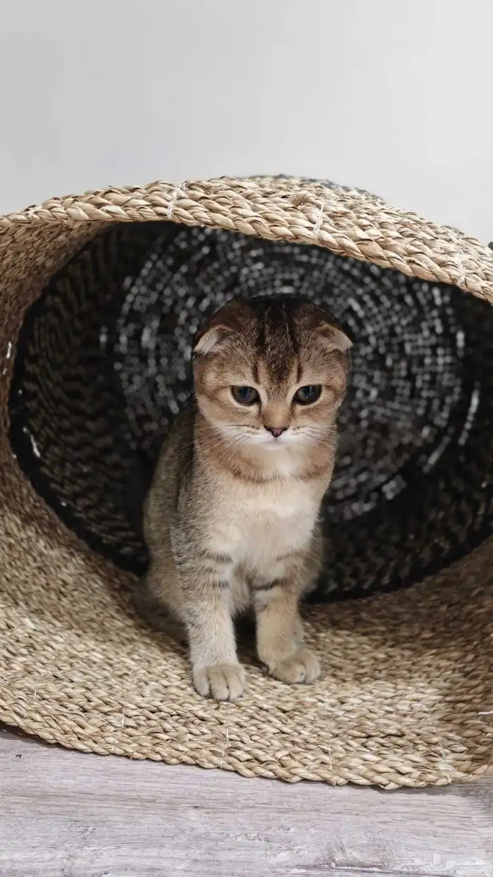 قطة سكوتش فولد شورت هير 1