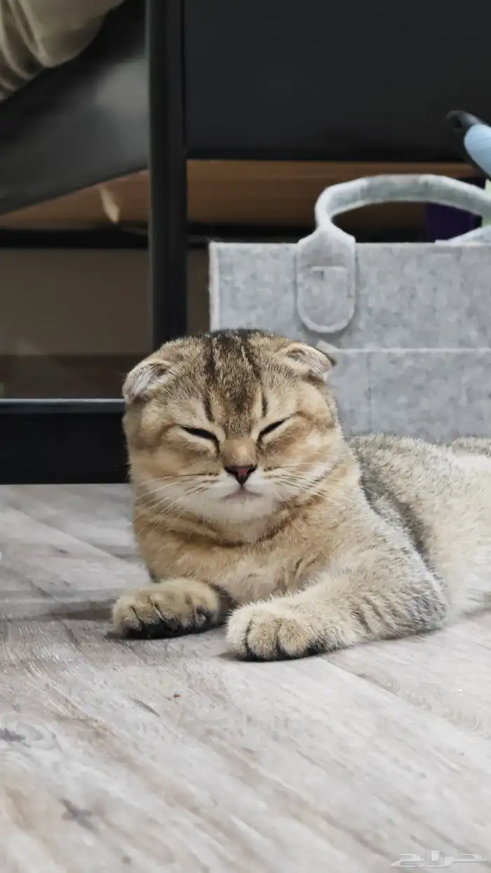 قطة سكوتش فولد شورت هير 3