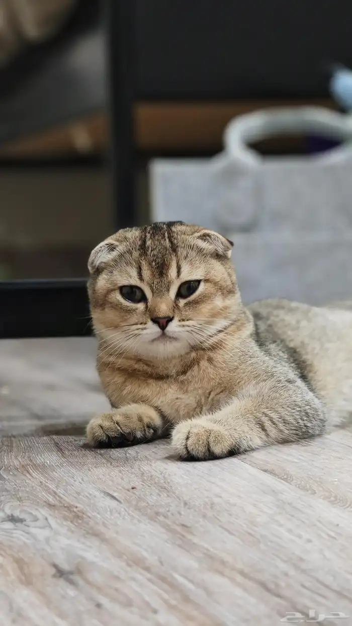 قطة سكوتش فولد شورت هير 2