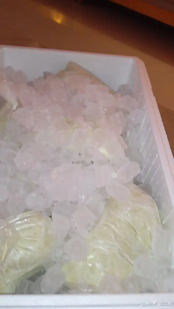 خضير جيزاني للبيع 2