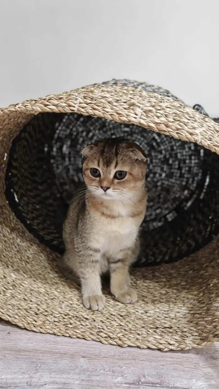 قطة سكوتش فولد شورت هير 0